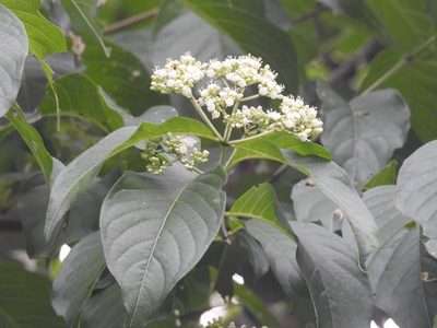 Machaonia erythrocarpa, photographed by Neptalí Ramírez Marcial