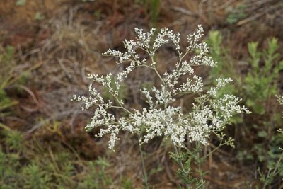 Eriogonum multiflorum, photographed by Robert Creech