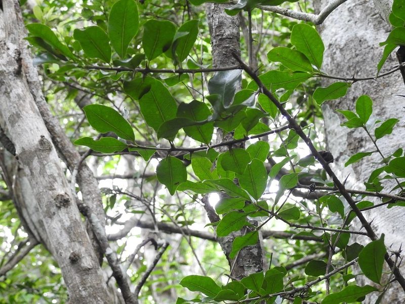 Sideroxylon palmeri, photographed by Neptalí Ramírez Marcial