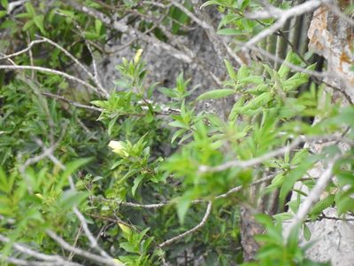 Eremogeton grandiflorus, photographed by Neptalí Ramírez Marcial