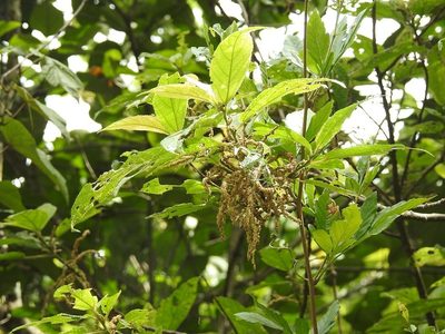 Myriocarpa longipes, photographed by Neptalí Ramírez Marcial