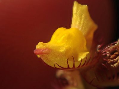 Utricularia simulans, photographed by Tsssss