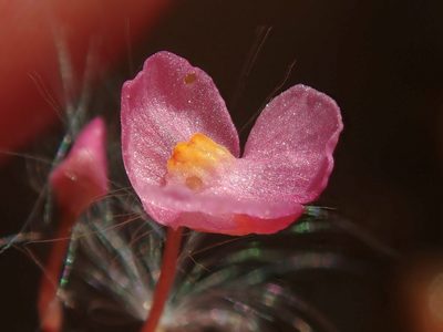 Utricularia hydrocarpa, photographed by Tsssss