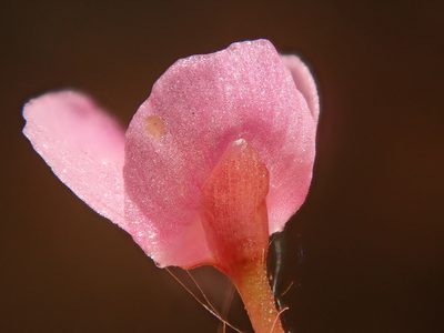 Utricularia hydrocarpa, photographed by Tsssss