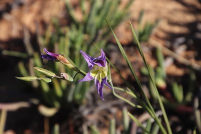 Gladiolus venustus, photographed by Tony Rebelo
