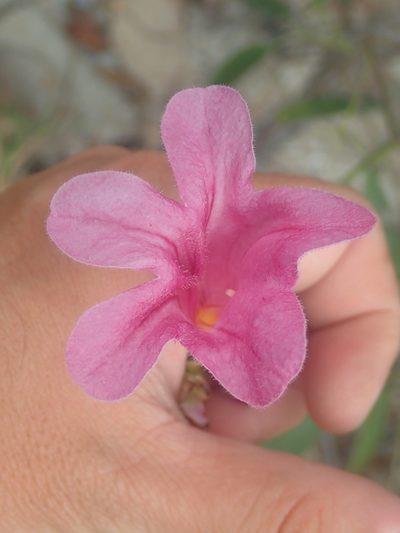 Cuspidaria sceptrum, photographed by Tsssss