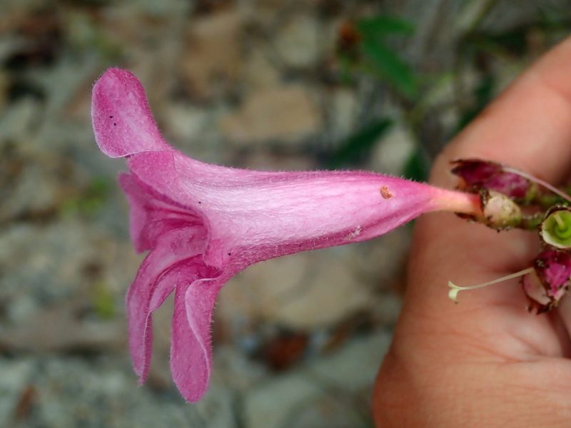 Cuspidaria sceptrum, photographed by Tsssss