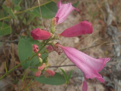 Cuspidaria sceptrum, photographed by Tsssss