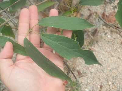 Cuspidaria sceptrum, photographed by Tsssss