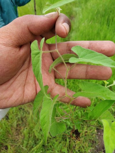Ipomoea eriocarpa, photographed by S.MORE