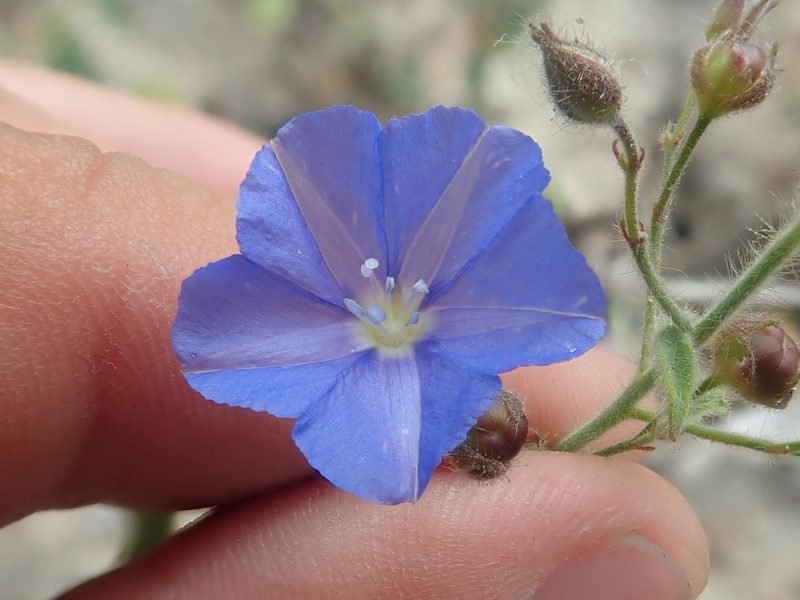 Evolvulus fuscus, photographed by Tsssss