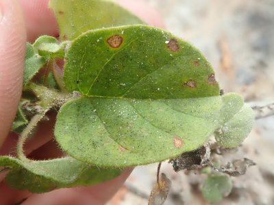 Evolvulus fuscus, photographed by Tsssss