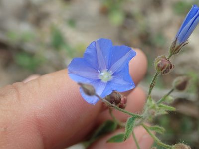 Evolvulus fuscus, photographed by Tsssss