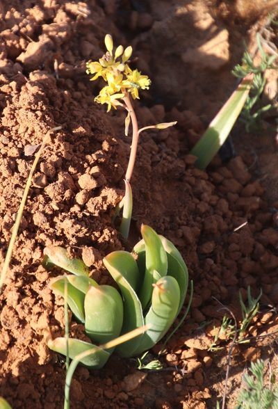 Bulbine navicularifolia, photographed by Tony Rebelo