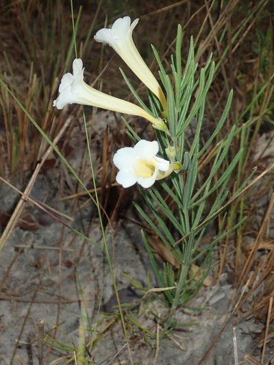 Anemopaegma arvense, photographed by Tsssss