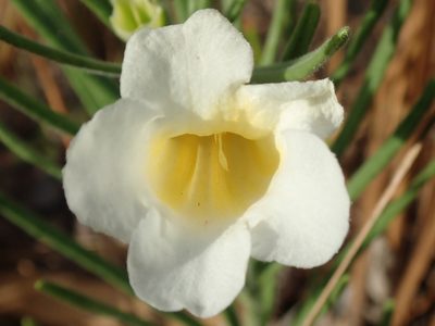 Anemopaegma arvense, photographed by Tsssss