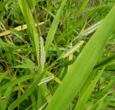 Eriochloa villosa, photographed by Eug 302
