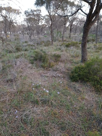 Caladenia conferta, photographed by Rosalie Lawrence