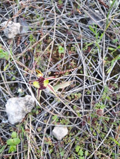 Caladenia conferta, photographed by Rosalie Lawrence