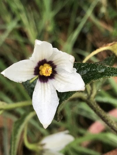 Lycianthes acutifolia, photographed by Nicolás Baresch Uribe