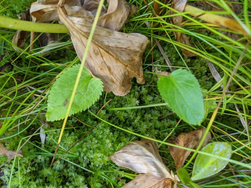 Packera pseudaurea, photographed by José Garrido