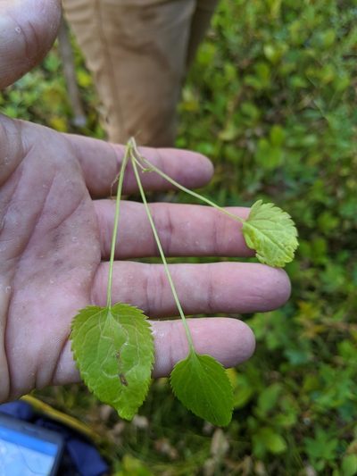 Packera pseudaurea, photographed by José Garrido