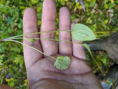 Packera pseudaurea, photographed by José Garrido