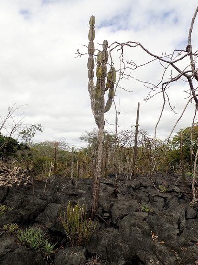 Cereus pierre-braunianus, photographed by Tsssss