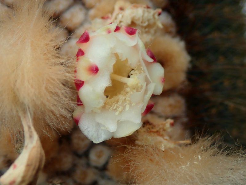 Coleocephalocereus neoestevesii, photographed by Tsssss