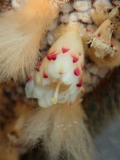 Coleocephalocereus neoestevesii, photographed by Tsssss