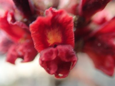 Luetzelburgia andrade-limae, photographed by Tsssss