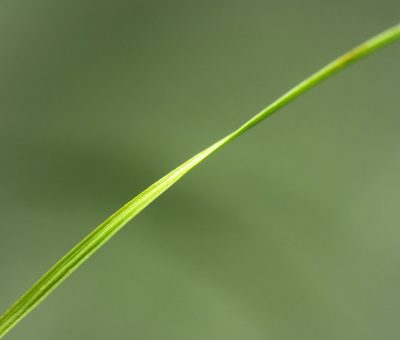Fimbristylis autumnalis, photographed by Zihao Wang