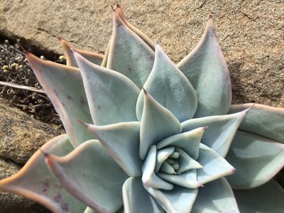 Echeveria cuspidata, photographed by Karla M. Benítez