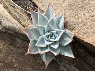 Echeveria cuspidata, photographed by Karla M. Benítez