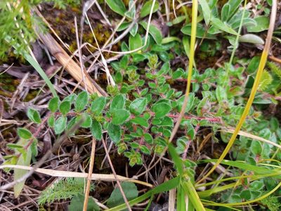Lechea mucronata, photographed by Reuven Martin