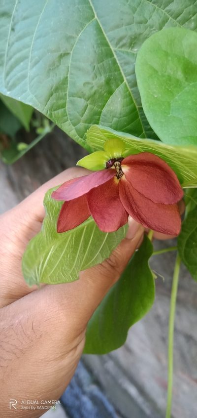 Abroma augustum, photographed by Sandipan Das
