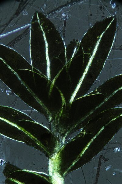 Fissidens megalotis, photographed by Em Lamond