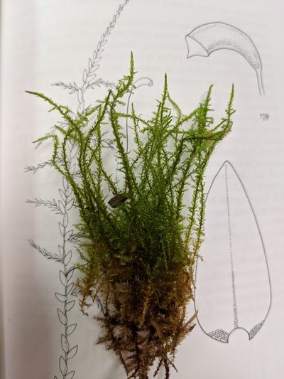 Calliergon giganteum, photographed by José Garrido