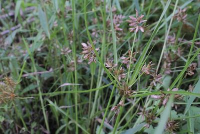 Cyperus diandrus, photographed by Quinten Wiegersma
