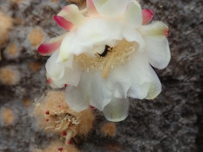 Coleocephalocereus neoestevesii, photographed by Tsssss