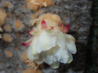 Coleocephalocereus neoestevesii, photographed by Tsssss