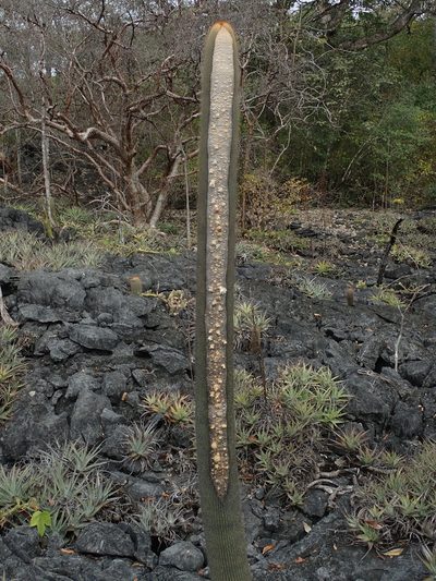 Coleocephalocereus neoestevesii, photographed by Tsssss