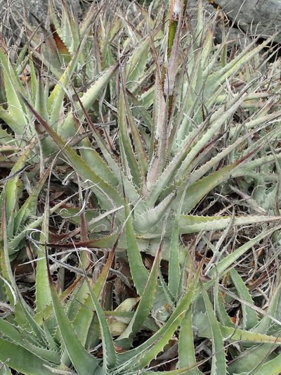 Dyckia josinoi-narcisae, photographed by Tsssss