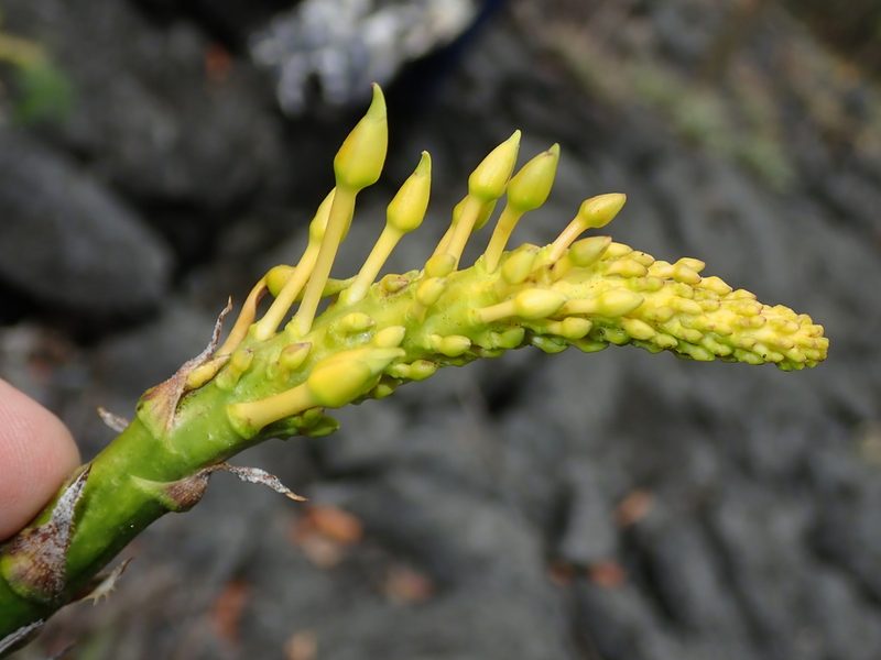 Dyckia josinoi-narcisae, photographed by Tsssss