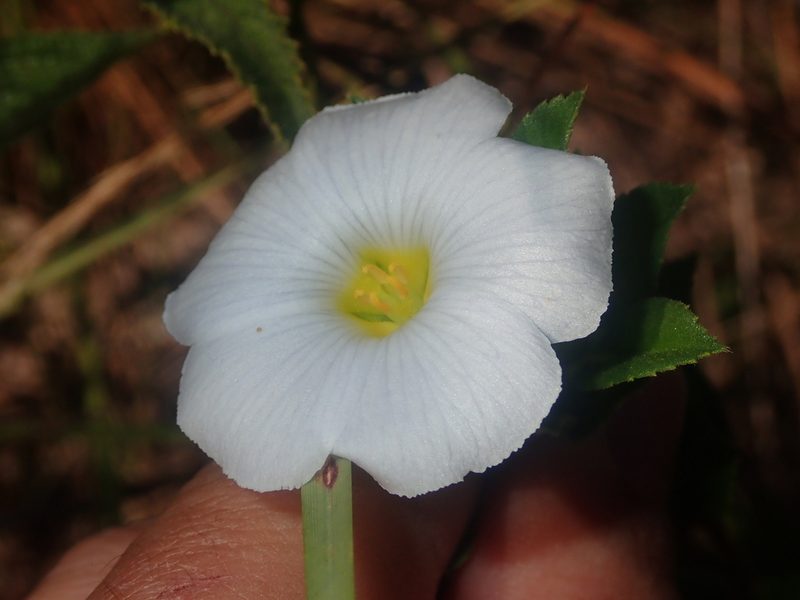 Turnera coerulea, photographed by Tsssss