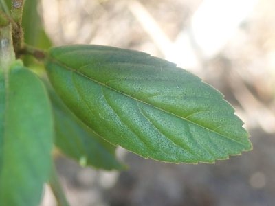 Turnera coerulea, photographed by Tsssss