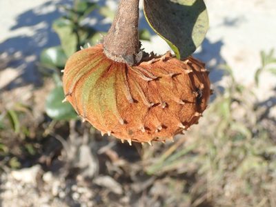 Annona coriacea, photographed by Tsssss