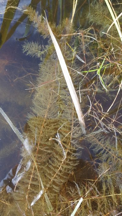 Myriophyllum farwellii, photographed by Norma Malinowski