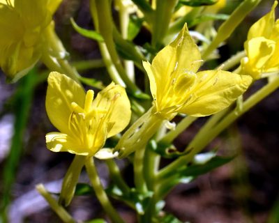 Oenothera clelandii, photographed by davecz2