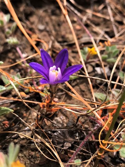 Brodiaea stellaris, photographed by Roger Raiche